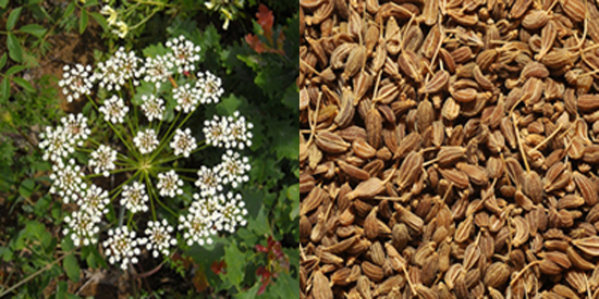 Propiedades medicinales del Anís remedios naturales con anís