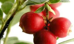 Beneficios del camu-camu: cómo aprovecharlos