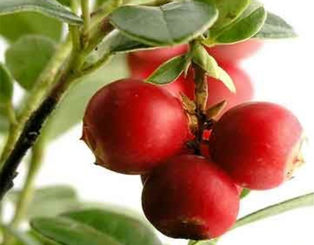 Camu-camu Antioxidante Natural