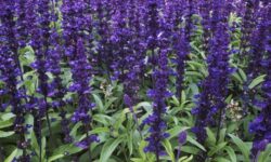 Usos medicinales de la Salvia