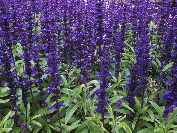 Usos medicinales de la Salvia 