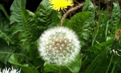 Propiedades Medicinales del Diente de león
