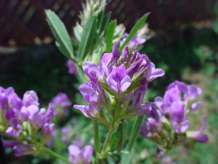 La Alfalfa como suplemento nutricional
