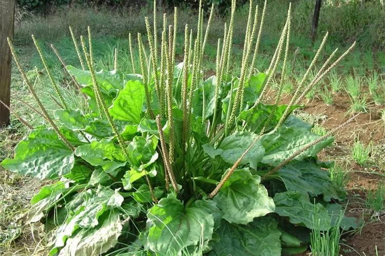 Propiedades medicinales del Llantén