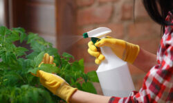 Insecticida natural casero: Cómo hacerlo, usos y precauciones para cuidar las plantas 9 Insecticida natural casero: cómo hacerlo, usos y precauciones para cuidar las plantas