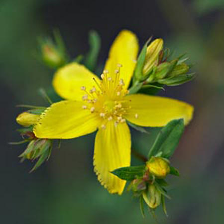 Hierba de San Juan hierba de San Juan hypericum perforatum propiedades medicinales