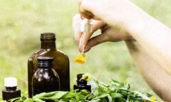 Remedios con hierbas para enfermedades comunes y cotidianas