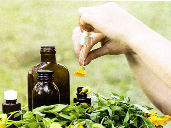 Remedios con hierbas para enfermedades comunes y cotidianas