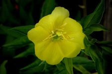 aceite de onagra o prímula propiedades medicinales y aplicaciones