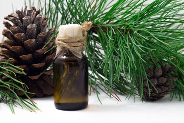 Propiedades y beneficios del Aceite esencial de Cedro
