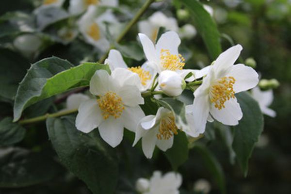 Flor de jazmín Jasminum officinale
