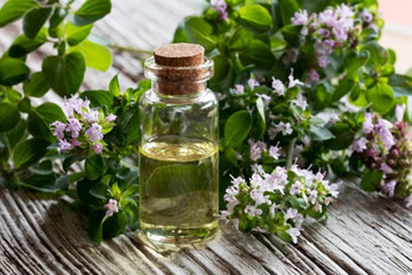 Aceite esencial de orégano: Un remedio casero indispensable