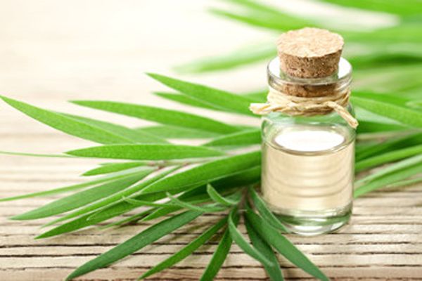 Aceite esencial de Árbol de té: Propiedades beneficios y usos