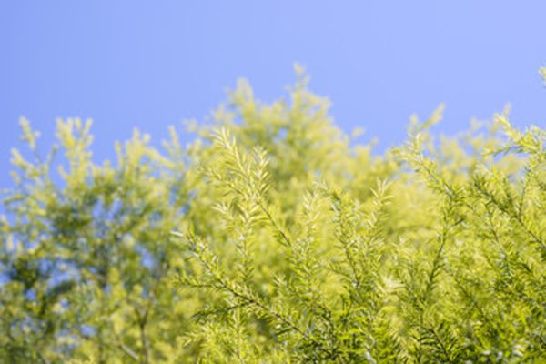 Árbol de té Melaleuca Alternifolia