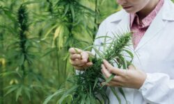 Cannabis o marihuana medicinal y sus beneficios terapéuticos