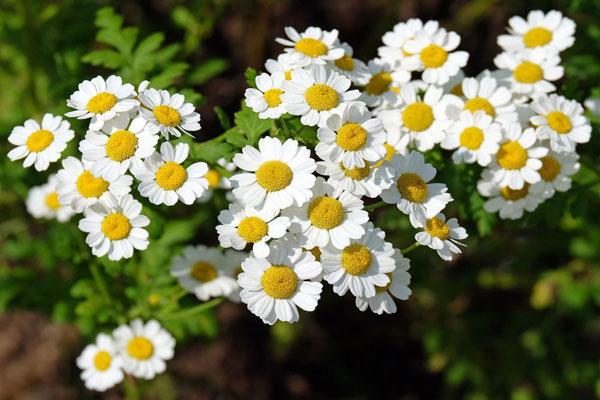 Matricaria: Propiedades medicinales