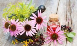 Hierbas efectivas para fortalecer el sistema inmunológico