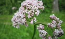 7 Beneficios de la Raíz de Valeriana: para la salud mental y física