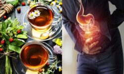 Cuidado intestinal con hierbas: Infusiones que favorecen la microbiota 6 Infusiones que favorecen la microbiota