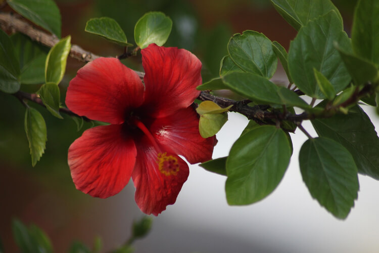 Beneficios del Hibisco o Flor de Jamaica 7 Beneficios del Hibisco o Flor de Jamaica que transforma tu salud