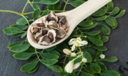 Propiedades y beneficios de la Moringa: 17 Razones poderosas para mejorar tu salud naturalmente
