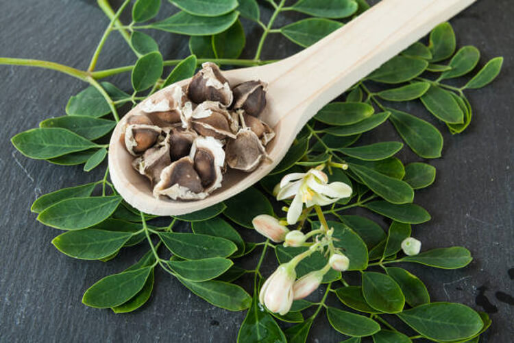 Propiedades y beneficios de la Moringa Propiedades y beneficios de la Moringa: 17 Razones poderosas para mejorar tu salud naturalmente