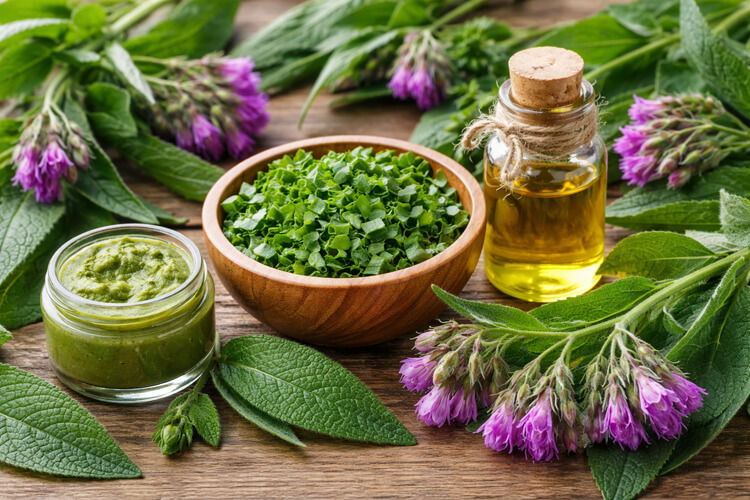 Consuelda para regenerar huesos y tejidos Beneficios de la Consuelda para regenerar huesos y tejidos