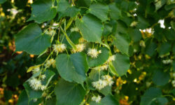 7 Poderosos beneficios del Tilo para tu calma y tranquilidad