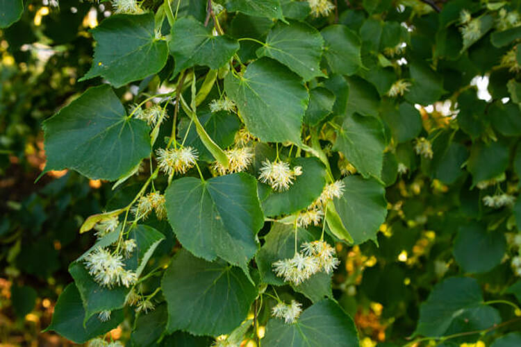 7 Poderosos beneficios del Tilo para tu calma y tranquilidad