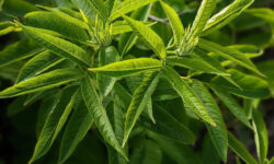 Propiedades saludables del Cedrón: 5 Beneficios sorprendentes para tu salud natural 1 Propiedades saludables del Cedrón: 5 Beneficios sorprendentes para tu salud natural