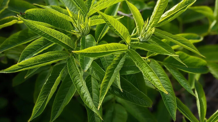 Propiedades saludables del Cedrón Propiedades saludables del Cedrón: 5 Beneficios sorprendentes para tu salud natural